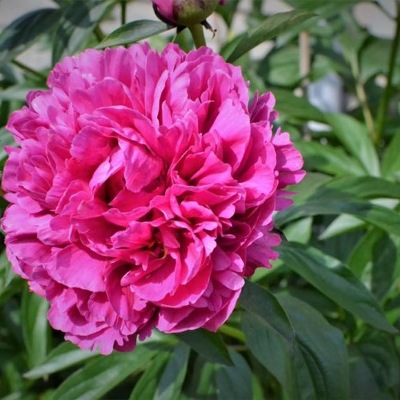 Meet your Posher, Nan - Picture 1 of 1